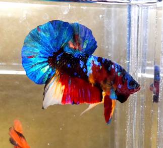 Candy Galaxy Plakat HMPK Betta Fish / Ikan Laga