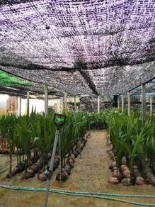 Benih kelapa pandan malaya & sgg tulen