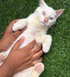 Kittens For Adoption – Kulai, Johor 🐾