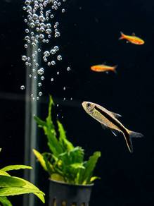 Penguin Tetra