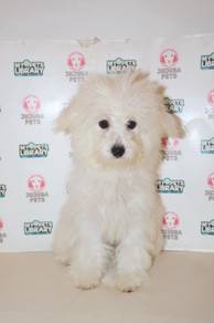 z11 Charming Poochon Dog