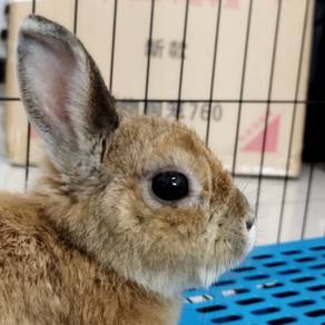 Rabbit ND (Female)