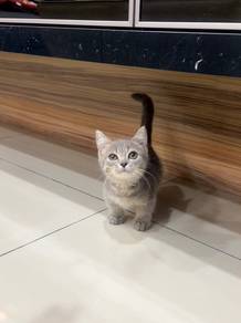 Kucing BSH Munchkin