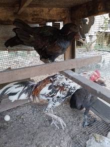 ayam dewasa