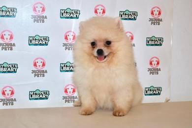 x2 Adorable Pomeranian Puppy