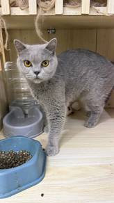 BSH Female for rehome