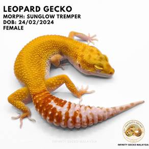 Leopard Gecko Malaysia JB Sunglow Tremper 
