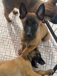 German shepherd mix Belgian Malinois puppy 