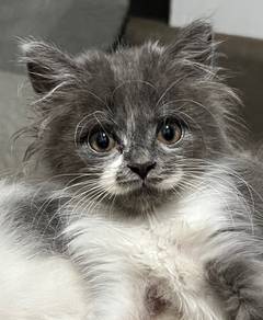 DLH mix | Adorable Fluffy Chill&Clingy Boy Kitten