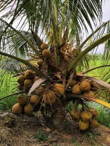Benih kelapa Tua matag/sgg TULEN