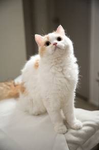 Selkirk Rex Longhair Calico Kitten BLH Persian Cat