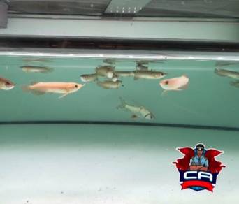 Arowana Super Red Kapuas