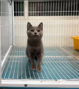 BSH kitten