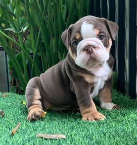 ENGLISH BULLDOG PUPPIES VIP21🐻 BullDog Available