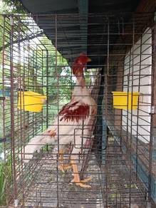 Ayam hujung 