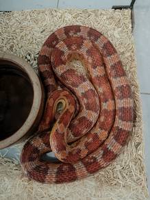 corn snake 