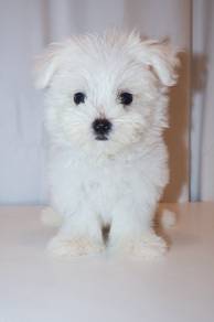 J0652 Maltese Pretty Gentle Indoor Family Puppy