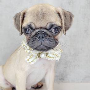 Pug