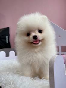 小博美 Lovely Pomeranian female 🐾