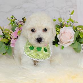 Poodle Toy