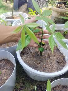 Pachira plants / Money plants