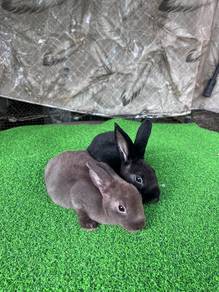 Arnab Rabbit Minirex Betina