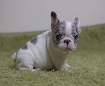 FRENCH BULLDOG PUPPIES 🌻S181 Charming  Boy~Girl