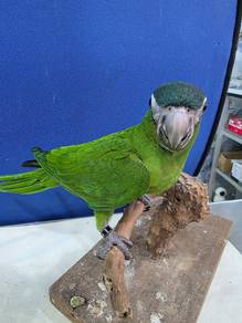 Burung Hans macaw