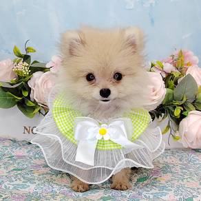 Pomeranian