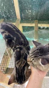 Rehome Wit Fee