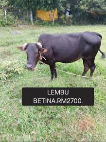 Lembu betina cukup umur