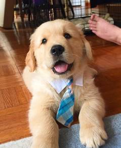 JKL6000 Golden Retriever little funny pet dog