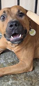 dog free adoption