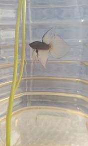 betta