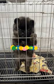 Pomeranian (M)