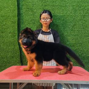German shepherd xxl