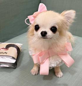 Chihuahua