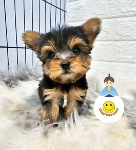 hhh_6690 #MKA Yorkshire Terrier little tiny puppy
