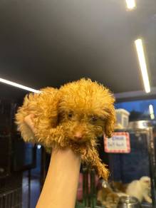 Toy Poodle Dog 