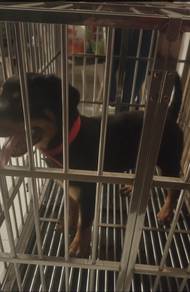 Rottweiler puppy for sale (blh nego)