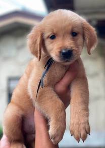 Golden Puppies2