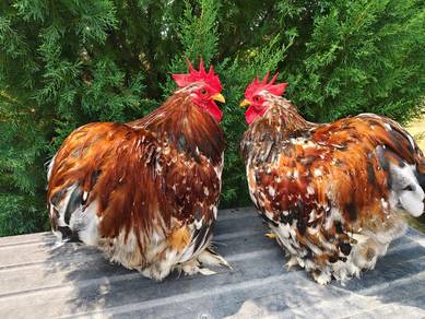 Ayam Pekin Bantam (mix colour)