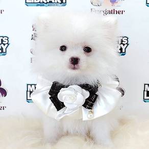 Pomeranian