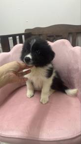 Border Collie Female Puppy F-1
