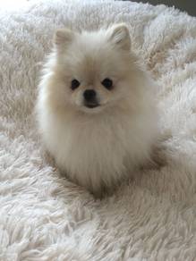 A674 Pintsized Pomeranian Teddy Bear Puppy Puppy D