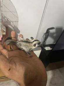 Sugerglider
