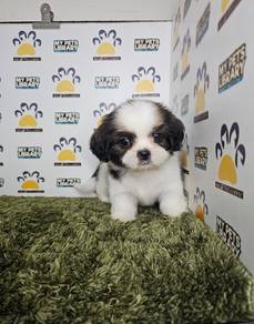 puppy shih tzu