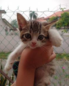 BSH mix kitten 