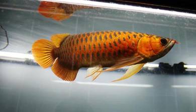 Arowana chili red 18 inch-wholesale