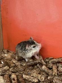 Roborovski Husky Hamsters for Sale